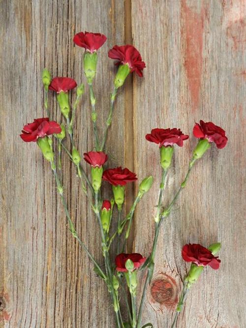 BURGUNDY MINI CARNATIONS